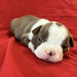Neva - Red female Boston Terrier puppy in Kingsport, Tennessee from Dreamweaver Bostons