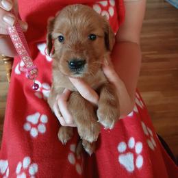 Pink - Dark golden female Golden Retriever puppy in Lanesboro, Minnesota from Eagle Ridge Golden Retrievers