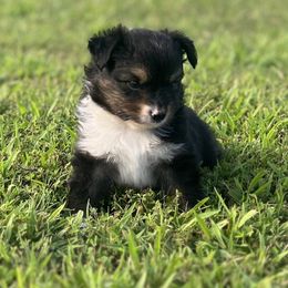 Stitch - Black tri male Toy Australian Shepherd puppy in Bogata, Texas from Maple Creek Run