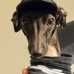 Clarabelle - Italian Greyhound