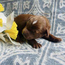 Pink boy - Red  male Goldendoodle puppy in Denison, Iowa from Violet View Iowa Goldendoodles
