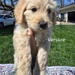 Versace - Cream male Goldendoodle puppy in Red Oak, Iowa from Fisher Pups-Stay Golden with a Doodle