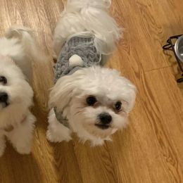Maltese from Babin's Maltese and Poodles