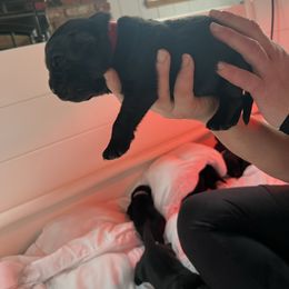 Boy 2 - Black male Newfoundland puppy in Shingletown, California from Astreas Newfoundlands