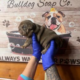 Jane - Chocolate tri-color female Bulldog puppy in Angelica, New York from Snapp Valley Bulldogs
