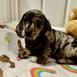 Lexi - Dapple female Dachshund puppy in Paso Robles, California from Nicole's Dachshunds