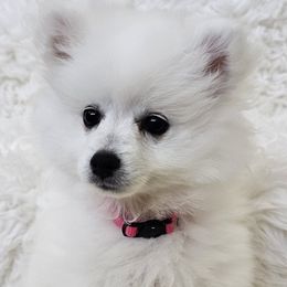Pink - White female American Eskimo Dog puppy in Murrieta, California from SoCal American Eskimos