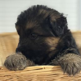 German Shepherd Puppies from Von Kingsburg Shepherds