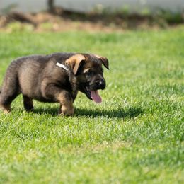 German Shepherd Puppies from Von Gonta Haus German Shepherds