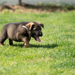 German Shepherd Puppies from Von Gonta Haus German Shepherds