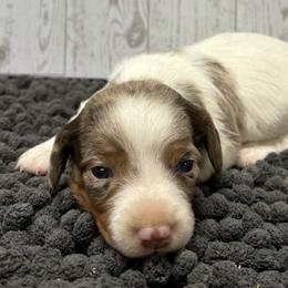 Duke - Piebald male Dachshund puppy in Portsmouth, Ohio from Tygart Creek Dachshunds