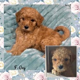Girl 5- Grey - Red  female Goldendoodle puppy in Ankeny, Iowa from Iowadoodles2love