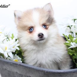 Soldier - Merle male Pomsky puppy in Murfreesboro, Tennessee from Middle Tennessee Pomskies