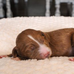 Azie - Red  male Goldendoodle puppy in Warsaw, Ohio from Lovabledoodles