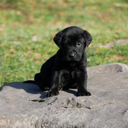 Onyx - Black male Labrador Retriever puppy in Buffalo Valley, Tennessee from Buffalo Valley Breeders