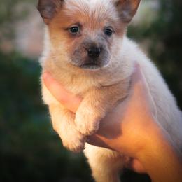 Australian Cattle Dog Puppies from Impact 3rd Australian Cattle Dogs