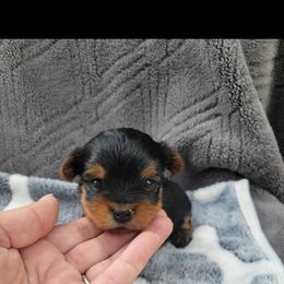 Holly - Black and gold female Yorkshire Terrier puppy in Middleton, Idaho from Rocky Mountain Yorkies