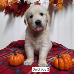 Dulci boy 2 - Light golden male Golden Retriever puppy in Niles, Michigan from Composer Goldens