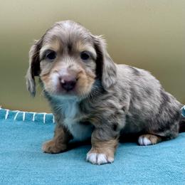 Jeremiah - Dapple male Dachshund puppy in Hendersonville, North Carolina from Kim's Cove