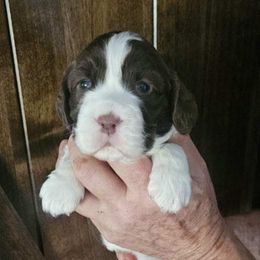 Hazel - Liver and white female English Springer Spaniel puppy in Scio, Oregon from Starlet Springers