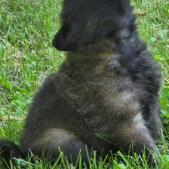 Belgian Tervuren Puppies from Kismet Belgian Tervuren's  owner Angela Ernst