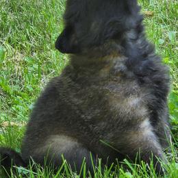 Belgian Tervuren Puppies from Kismet Belgian Tervuren's  owner Angela Ernst