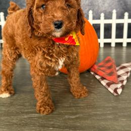 AKC-Milo - Red  male Poodle puppy in Cape Coral, Florida from Ruby the poodle