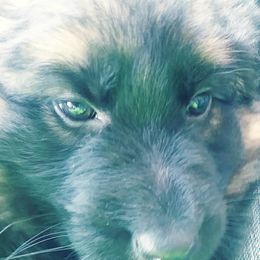 German Shepherd Puppies from Countryside Kennel