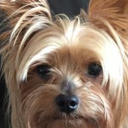FLOKI - Yorkshire Terrier