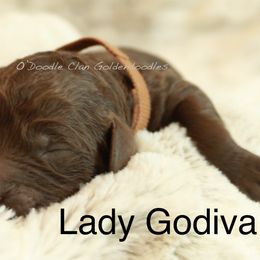 Goldendoodle Puppies from O’Doodle Clan Goldendoodles