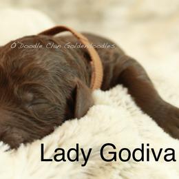 Goldendoodle Puppies from O’Doodle Clan Goldendoodles