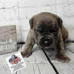 Boerboel Puppies from Standing Stone Boerboels