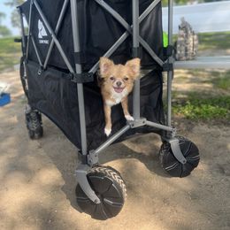 HONEYPOT - Chihuahua