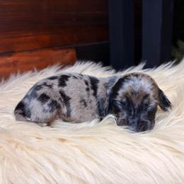 Lucien - Dapple male Dachshund puppy in Washburn, Tennessee from Clinch Mountain Dachshunds