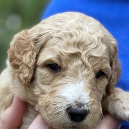 Goldendoodles and Labradoodles from Peace, Love, and Doodles