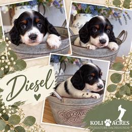 Diesel - Piebald male Dachshund puppy in Kemp, Texas from Koli Acres