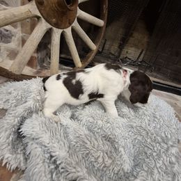 Three Pea - Liver white and roan female English Springer Spaniel puppy in Fallscity, Texas from Ciblo Creek Spaniels