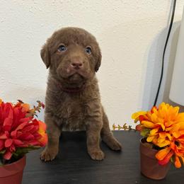 Pink - Deadgrass female Chesapeake Bay Retriever puppy in Lewiston, Utah from Bellus Chesapeakes