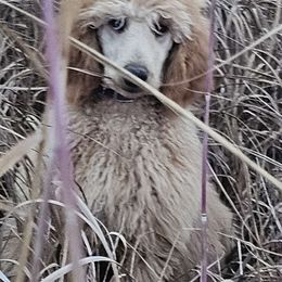 Amethyst - Apricot Poodle puppy in Deer River, Minnesota from Poodles Around