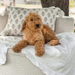 Blue collar boy - Apricot male Goldendoodle puppy in Spokane, Washington from Dream Doodles in Spokane WA