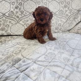 Pekingese, Poodle, and Shih Tzu Puppies from Happy puppies