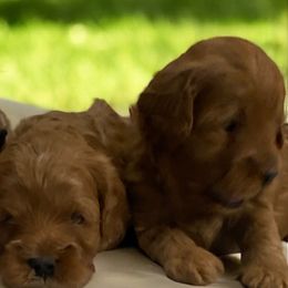 Cavapoos, Goldendoodles, and Poodles from Diamond Companions