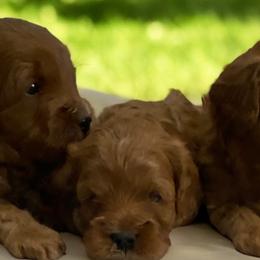 Cavapoos, Goldendoodles, and Poodles from Diamond Companions