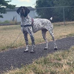 Honor - Liver and white male German Shorthaired Pointer puppy in Fairfield, New Mexico from Von Lahrheim Shorthairs & Ermali Chis