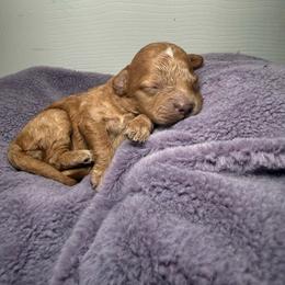 Crème Brûlée - Cafe au lait female Poodle puppy in Atlanta, Georgia from YorkShih Pup & Co