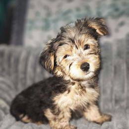 Boy 2 - Black and tan male Yorkshire Terrier puppy in Thornville, Ohio from My precious yorkies