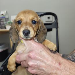 Yellow Collar - Red female Dachshund puppy in Suffolk, Virginia from Mini Love Bugs