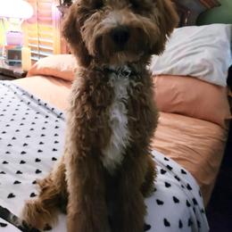 Goldendoodle All Grown Up from Goldendoodle AZ