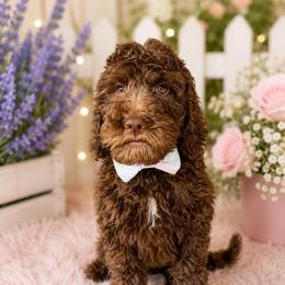 Pancake - Chocolate male Goldendoodle puppy in Pulaski, Tennessee from Doodle My Heart