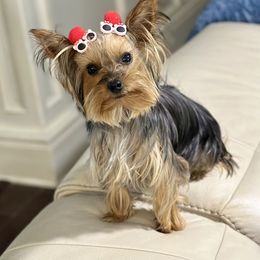 Yorkshire Terrier All Grown Up from Tricia’s Yorkie Puppies